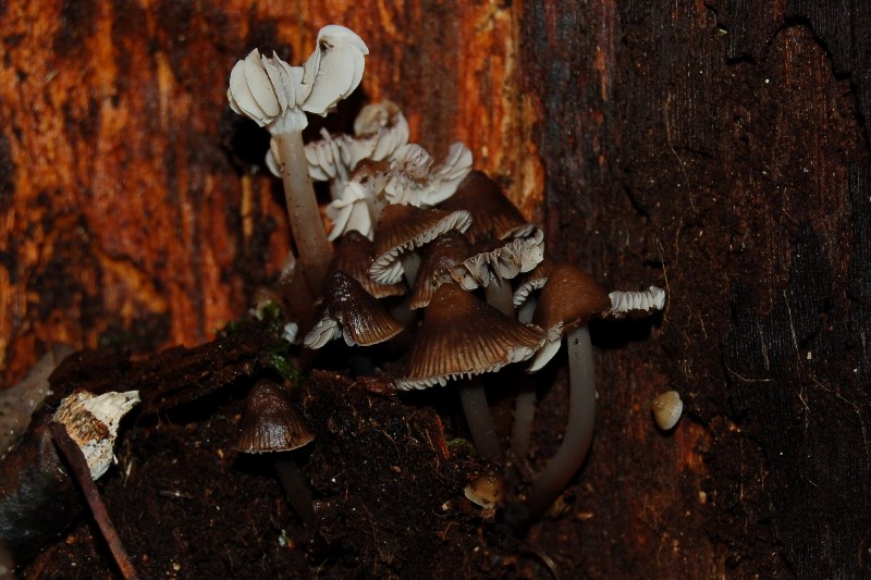 Funghi del 7 gennaio.